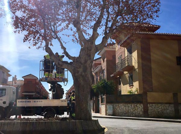 Vegas del Genil planta cara a la 'invasión' de palomas colocando redes en todos los árboles